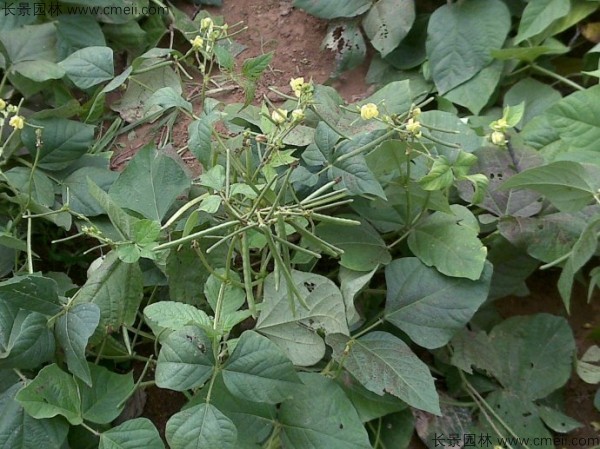 黑豆種子發(fā)芽出苗圖片