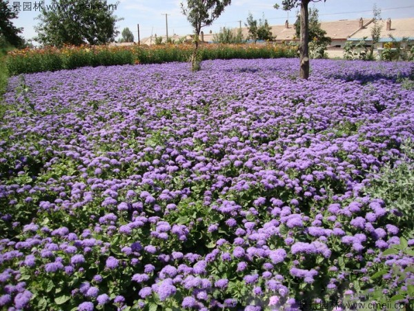 藿香薊種子發(fā)芽出苗開(kāi)花圖片