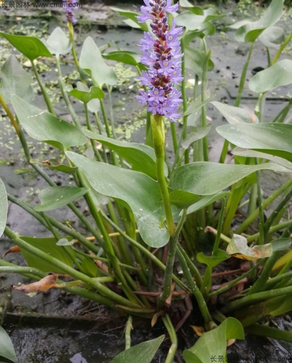 梭魚(yú)草種子發(fā)芽出苗開(kāi)花圖片