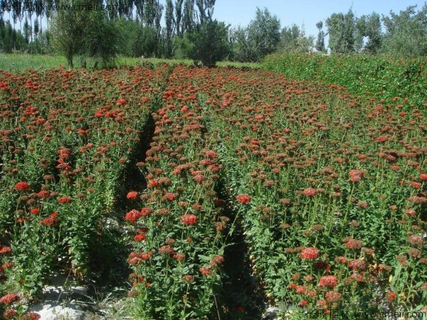 剪秋羅種子發(fā)芽出苗開花圖片