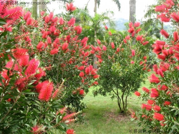 紅千層種子發(fā)芽出苗開花圖片