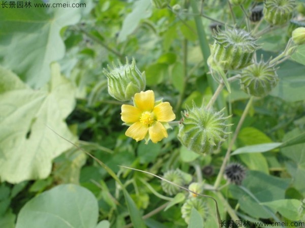 青麻種子發(fā)芽出苗開花圖片