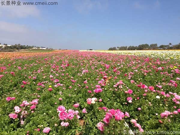 花毛莨開(kāi)花圖片