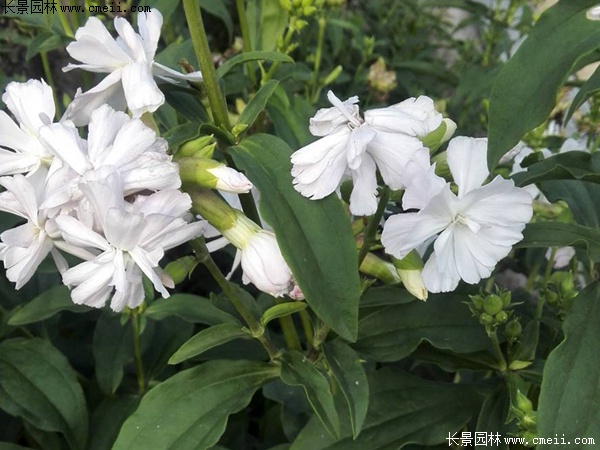 肥皂草 肥皂草