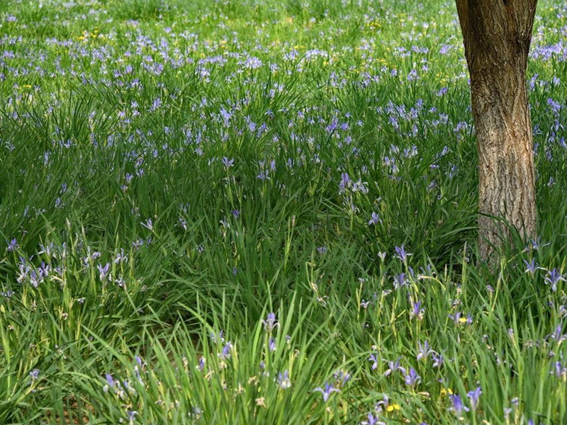 馬蓮花 馬蓮花