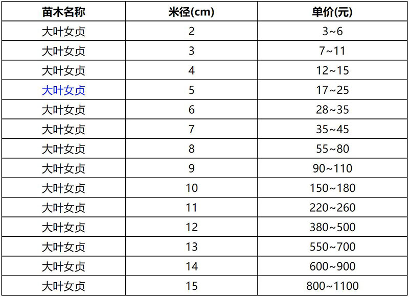 2022年春季大葉女貞報價表