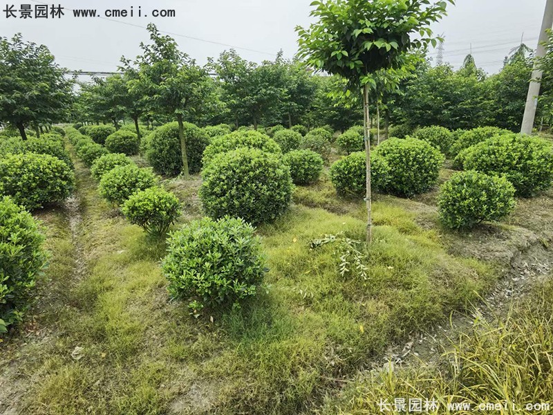 海桐球苗圃批發(fā)種植基地長(zhǎng)景園林