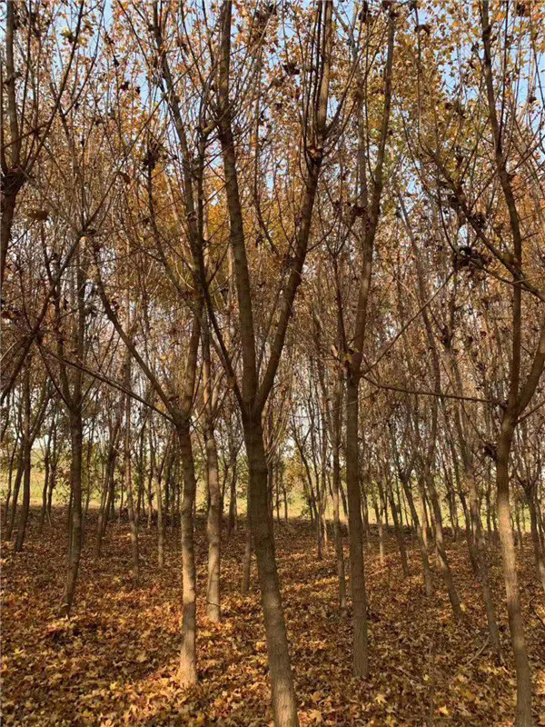 元寶楓基地實拍圖