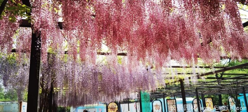 阿知紫藤粉色日系紫藤花