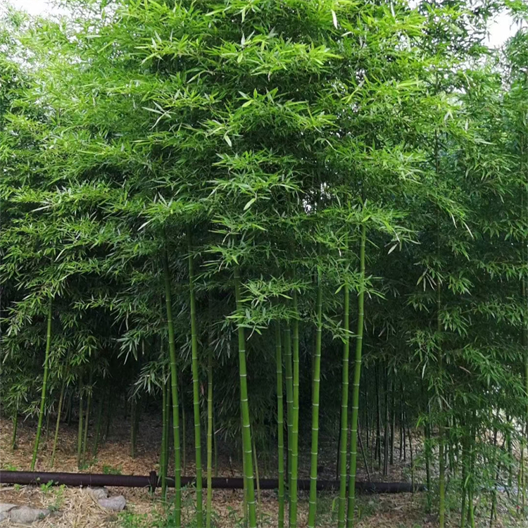 淡竹 淡竹