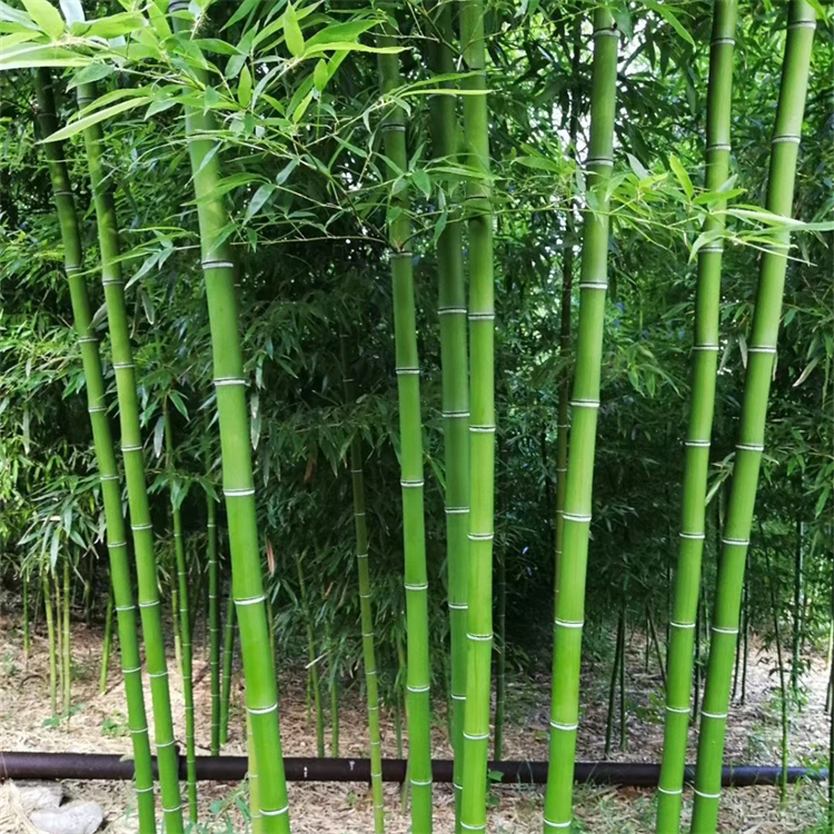 淡竹 淡竹