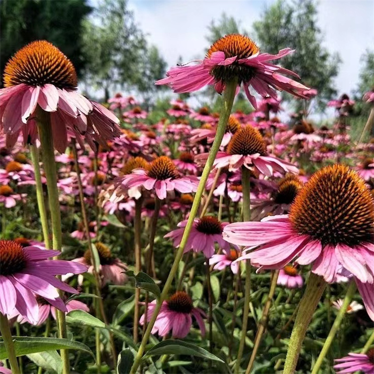 紫錐菊 來自長景園林 紫錐菊 來自長景園林