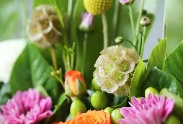 輪峰菊的形態(tài)特征、生長(zhǎng)習(xí)性及種植方法