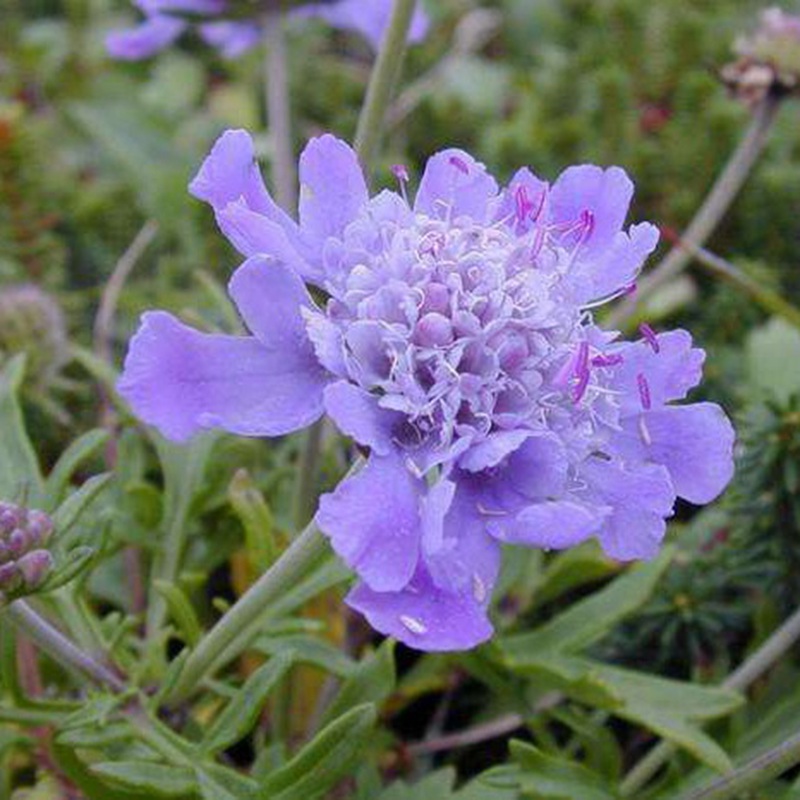 輪峰菊的形態(tài)特征、生長(zhǎng)習(xí)性及種植方法