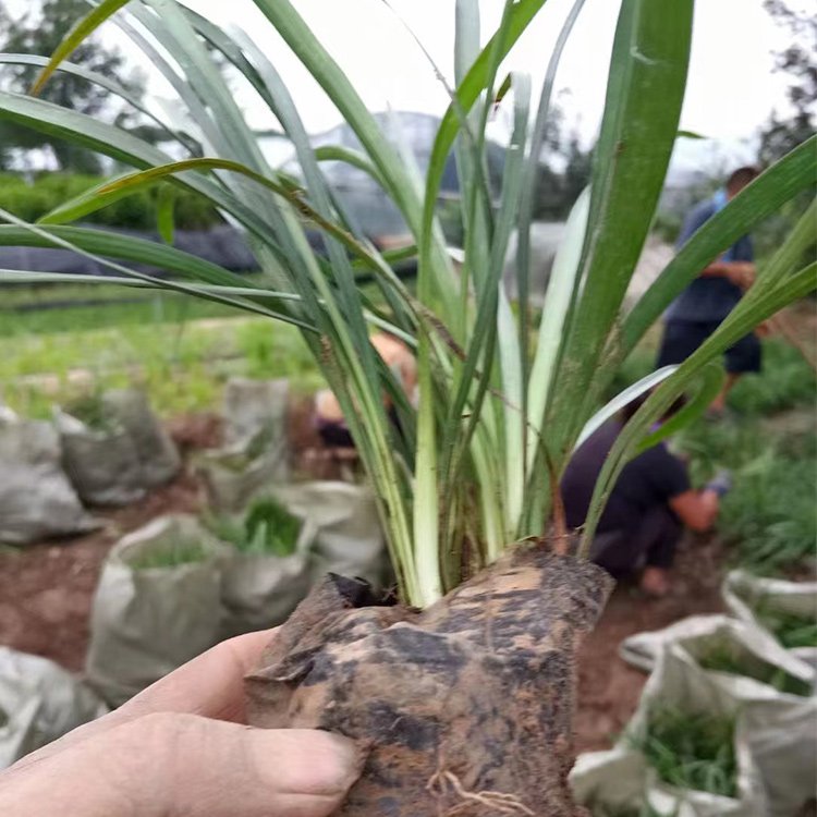 蘭花三七長景園林沭陽