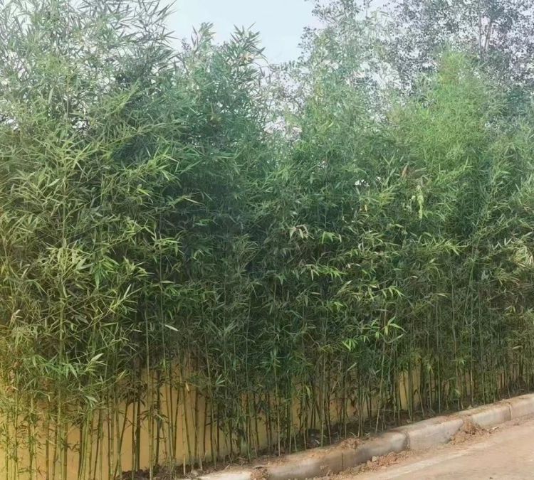 淡竹 淡竹