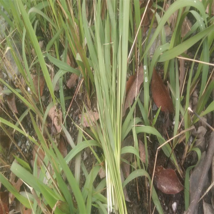 茅草 茅草